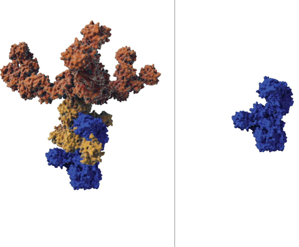 Neurotoxin with inactive proteins shown in burnt umber and gold, and pure neurotoxin without complexing proteins